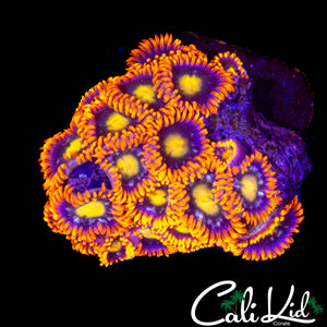 ULTRA ZOA MINI COLONY