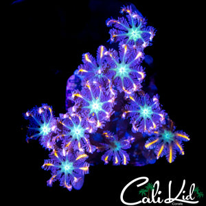 RAINBOW CLOVES POLYP
