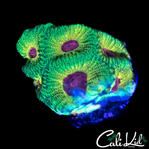 PURPLE EYE FAVIA FRAG