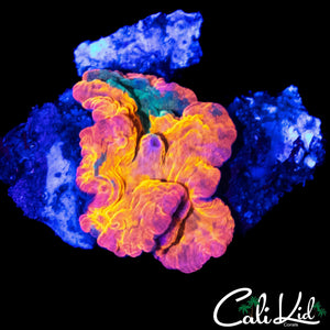 CANDY CRUSH MUSHROOM