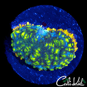 SUPER FLAMETHROWER RHODACTIS