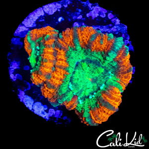 ASIAN ACAN DOUBLE