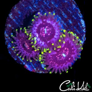 CK BLIMPIE ZOA TRIPLE
