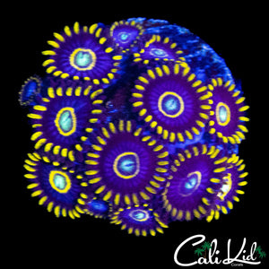 OG PURPLE HORNETS MINI COLONY