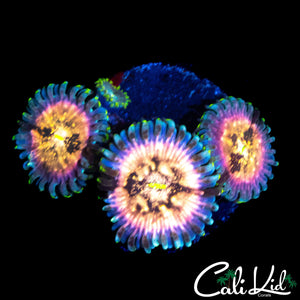 SOUR PUNCH ZOA TRIPLE