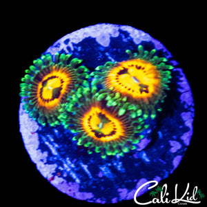 RAINBOW INCINERATOR ZOA TRIPLE