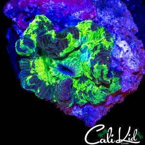 KRYPTONITE MUSHROOM