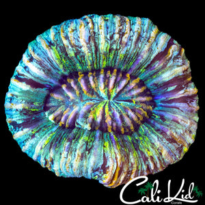 ULTRA RAINBOW TRACHY