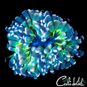 AQUACULTURED BEAUTIFUL RAINBOW HAMMER