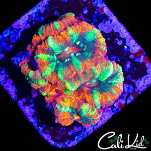 ULTRA ACAN MINI COLONY