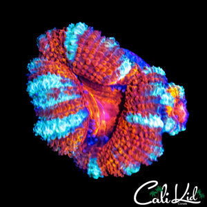 ULTRA WHITE STRIPE ACAN DOUBLE