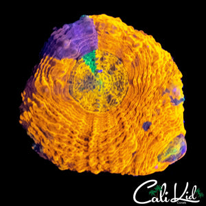RAINBOW ECHINATA FRAG