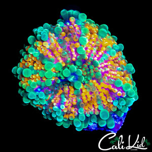 CK ACID TRIP MUSHROOM