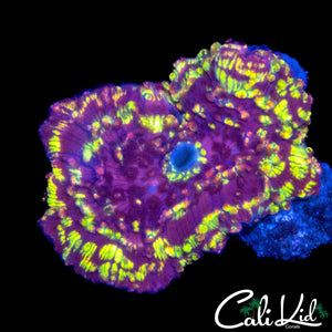 STARRY NIGHT MUSHROOM