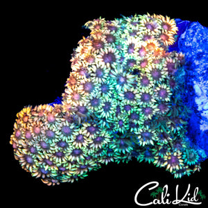 ULTIMATE RAINBOW GONI COLONY
