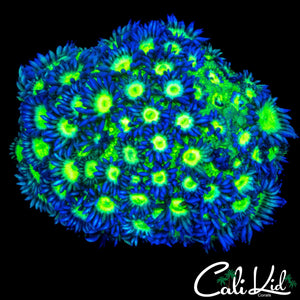 GLITTER TYPE GONI COLONY