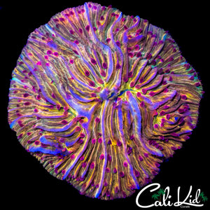 RAINBOW SWIRL PLATE CORAL