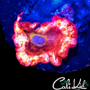 MYSTERY DISCO MUSHROOM