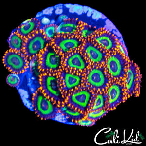 FRUIT LOOPS ZOA COLONY