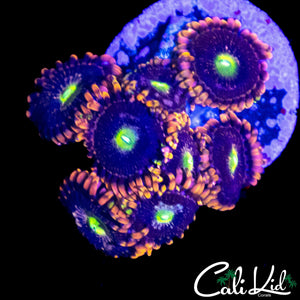 CK ANTI MATTER ZOA MINI COLONY