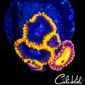 ASSORTED ZOAS