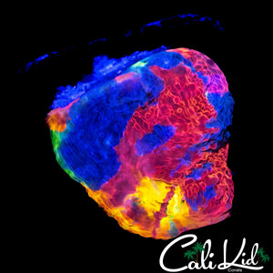 INSANE RAINBOW CHALICE FRAG