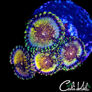 DEATH STAR ZOA QUAD
