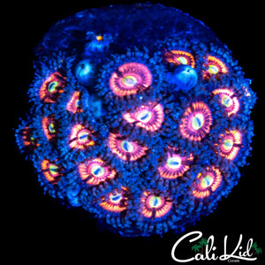 HYPER PINK ZOA COLONY
