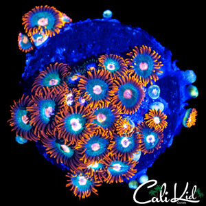 ASSORTED ZOA COLONY
