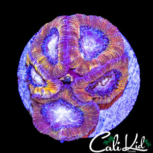 MYSTERY MORPH ACAN COLONY