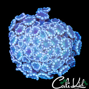 BI COLOR ALVEOPORA