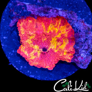 SUPER FIRE ECLECTUS SHROOM