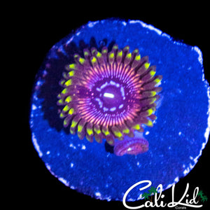 WWC BLACK ORCHID DOUBLE