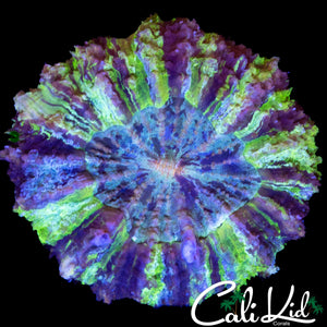 PURPLE SLICE ACANTHO