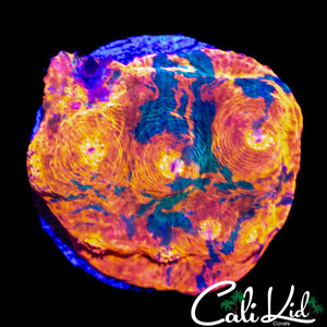 ULTRA SWIRL CHALICE