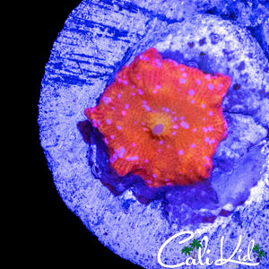 MYSTERY SPECKLED DISCO SHROOM