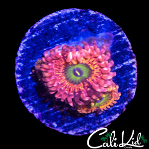 CK LBC ZOA DOUBLE