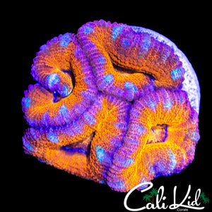 ULTRA ACAN QUAD