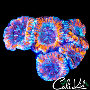 ULTRA ACAN MINI COLONY