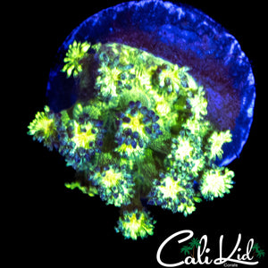 GLITTER TYPE GONI FRAG