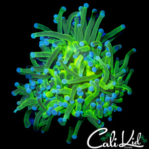 TEAL TIP ULTRA TORCH