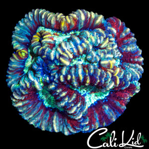 RAINBOW WILSONI MINI COLONY