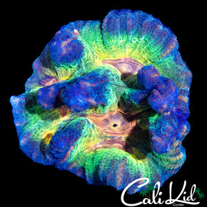 RAINBOW PECTINIA MINI COLONY