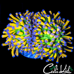 GREEN MOUTH BANANA TORCH DOUBLE