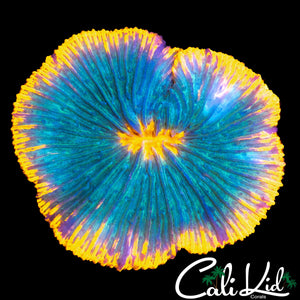 TRI COLOR FUNGIA