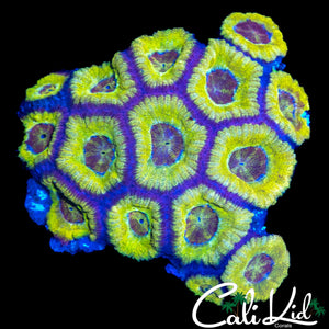 ASIAN ACAN COLONY