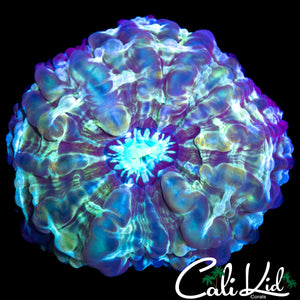 FRANKESTEINS BRIDE INDOPHYLLIA