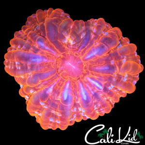 CHERRY BOMB CYNARINA
