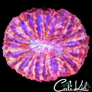 CANDY CANE INDOPHYLLIA