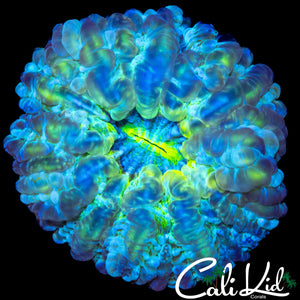 YELLOW MOUTH INDOPHYLLIA